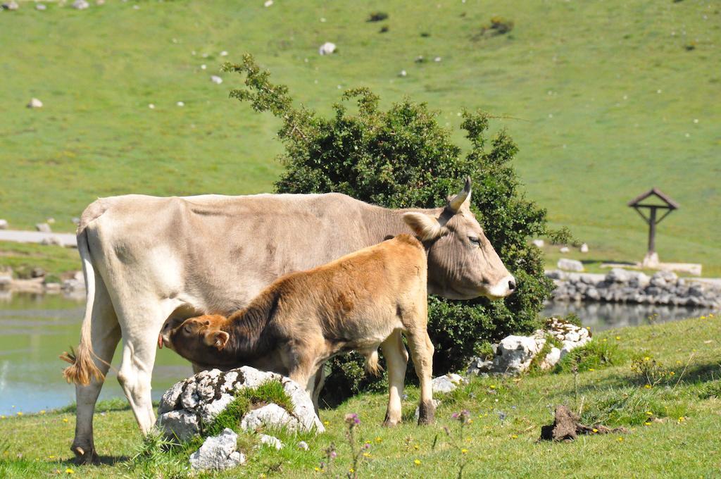 Casa Rural La Riba Sames Екстер'єр фото